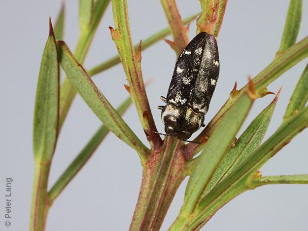 Diphucrania notulata, PL3671, female, on Daviesia ulicifolia ssp. incarnata, MU, 10.1 × 3.5 mm